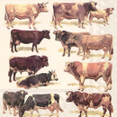 Cows Khe Kuh Servietten 33er
