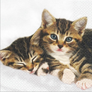 2 Kitties Katzen 33 x 33 cm