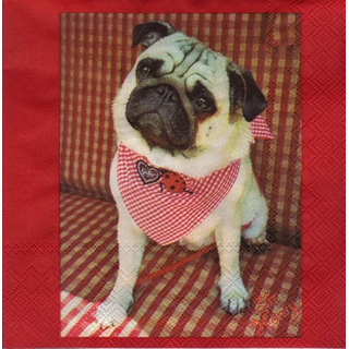 Mops Sir Henry  33 x 33 cm