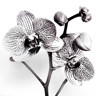 Orchidee New Luxury