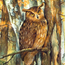 Eule Kautz Forest Owl 33 x 33 cm