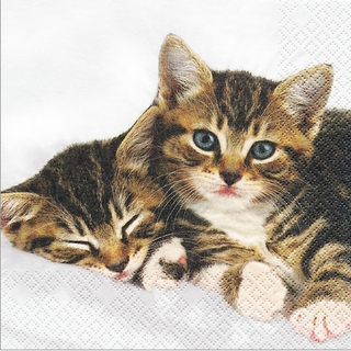 2 Kitties Katzen 33 x 33 cm