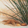 Dune Seestern Muschel Gras 33 x 33 cm