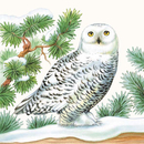 Schnee Eule Snowy Owl