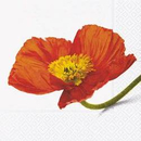 Mohn Fine Poppy  33 x 33 cm