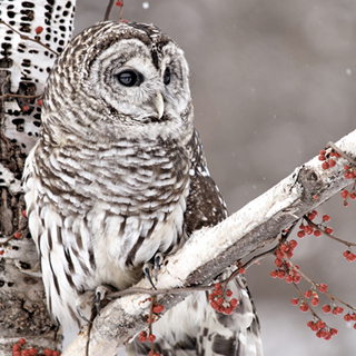 Schneeeule Snow Owl 33er  Servietten