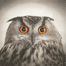 Eule Observant Owl  33er