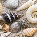 Muscheln Seashells 33er 