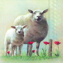 Schafe Wiese  Frieda und Paula